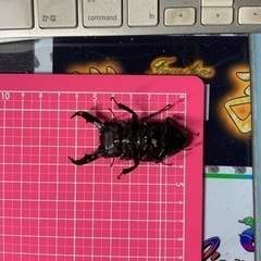 トクノシマヒラタクワガタ