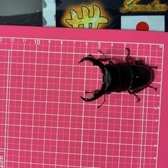 トクノシマヒラタクワガタの画像