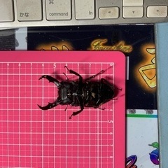 トクノシマヒラタクワガタの画像