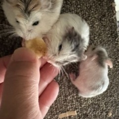 ロボロフスキーハムスター複数 − 茨城県