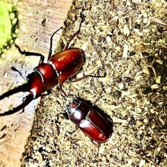 オキナワノコギリクワガタ♂♀ペア💖