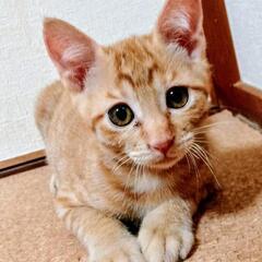 譲渡決定しました❣️ありがとうございます。