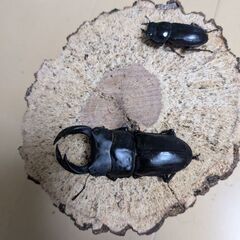 オオクワガタペアの画像