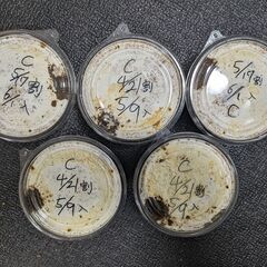 能勢SR血統　初二齢幼虫5頭　国産オオクワガタC