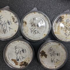 【ご商談中】能勢SR血統　初二齢幼虫10頭　国産オオクワガタF