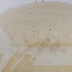 メダカの画像