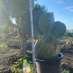 大丸盆、大型種、93cm、