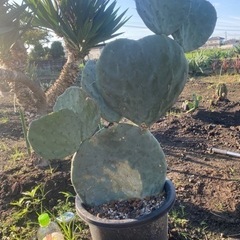 大丸盆、大型種、93cm、の画像