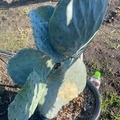 大丸盆、大型種、93cm、の画像