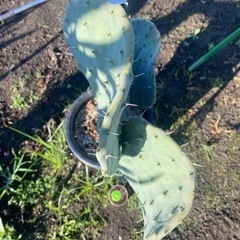大丸盆、大型種、93cm、の画像