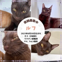 ブラウン　黒トラ　人なれ◎