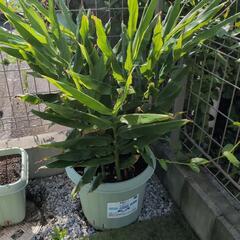 みょうがプランターの画像