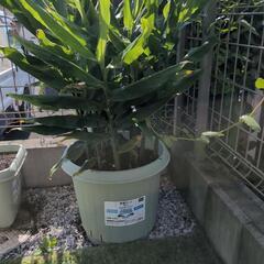 みょうがプランターの画像