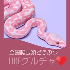 全国爬虫類どうぶつ雑談グル❤