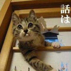 新規メンタルグルチャメンバー募集