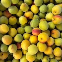 南高梅　和歌山県かつらぎ町産の画像