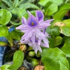 大好評　アクアリウム　ホテイ草　メダカの飼育に最適ですよ。