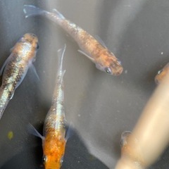 【メダカ屋　恵作めだか】無人販売所　6月22日～ラインナップ の画像