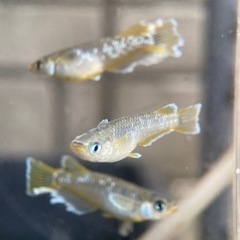 【メダカ屋　恵作めだか】無人販売所　6月22日～ラインナップ の画像