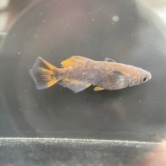 【メダカ屋　恵作めだか】無人販売所　6月22日～ラインナップ の画像
