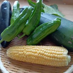 新鮮朝採れ夏野菜セット