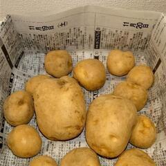 じゃがいも１ｋｇ（男爵、メークイン）