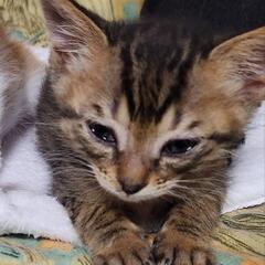 里親決定‼️可愛い子猫ちゃんだよが^ ̳ට ̫ ට ̳^🐾