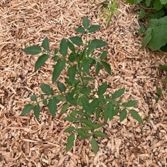 トマト苗自然栽培ボルゲーゼ/サンマルツァーノの画像