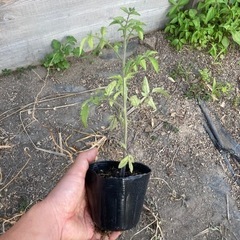 トマト苗自然栽培ボルゲーゼ/サンマルツァーノの画像