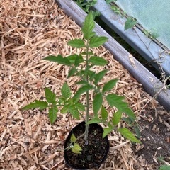 トマト苗自然栽培ボルゲーゼ/サンマルツァーノの画像