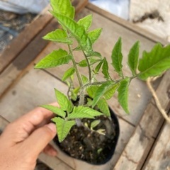 トマト苗自然栽培ボルゲーゼ/サンマルツァーノの画像