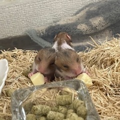 ゴールデンハムスターの赤ちゃん