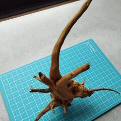 マングローブ系流木 22cm以上の画像