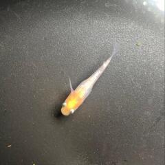 メダカ各種