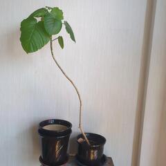 【引取先決定】ウンベラータ 観葉植物 サボテン 多肉植物