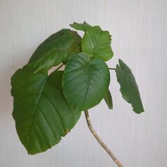 【引取先決定】ウンベラータ 観葉植物 サボテン 多肉植物の画像