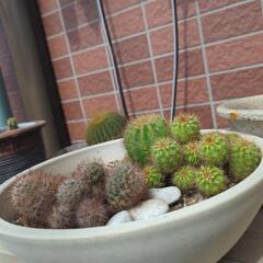 【引取先決定】ウンベラータ 観葉植物 サボテン 多肉植物の画像