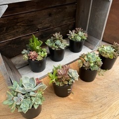 多肉植物の販売です