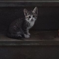 1ヶ月半仔猫ちゃん里親さん募集