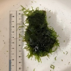 ウィローモス付き溶岩石