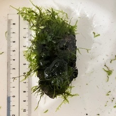 ウィローモス付き溶岩石