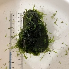 ウィローモス付き溶岩石