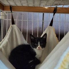 預かり子猫兄弟