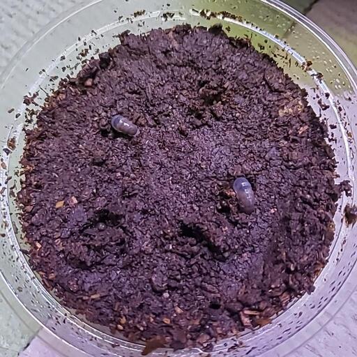 対馬ヒラタクワガタ幼虫8匹