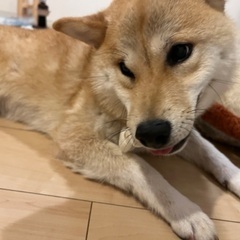 柴犬里親募集