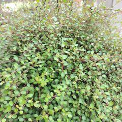 ワイヤープランツ 西日 日差しに強い