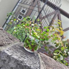 ワイヤープランツ 西日 日差しに強いの画像