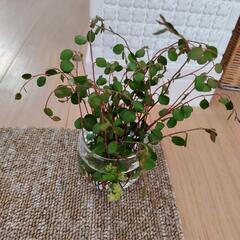 ワイヤープランツ 西日 日差しに強いの画像