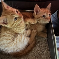 ちゃとらの兄弟