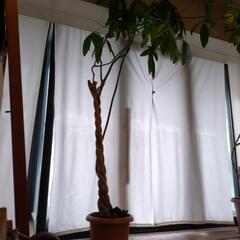 天井まで届く大きなパキラ　観葉植物